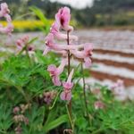 地丁草 紫堇 野花 野草 自然