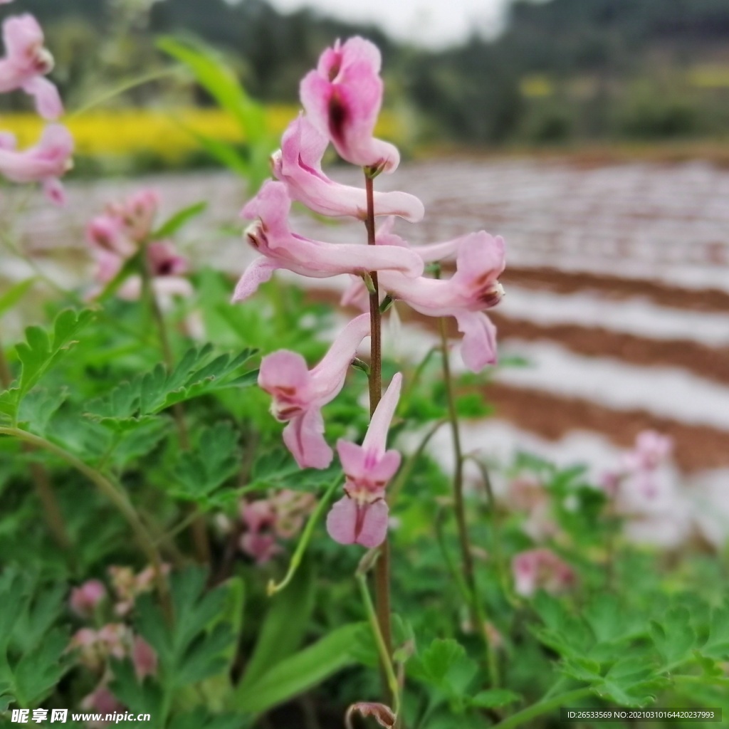 地丁草 紫堇 野花 野草 自然