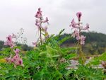 地丁草 紫堇 野花 野草 自然