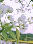 白色梨花 春天自然 花朵 清新