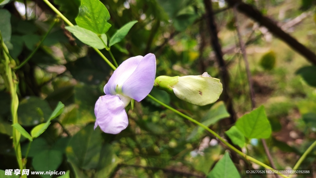 四棱豆花