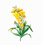 花