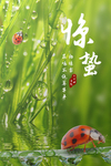七星瓢虫