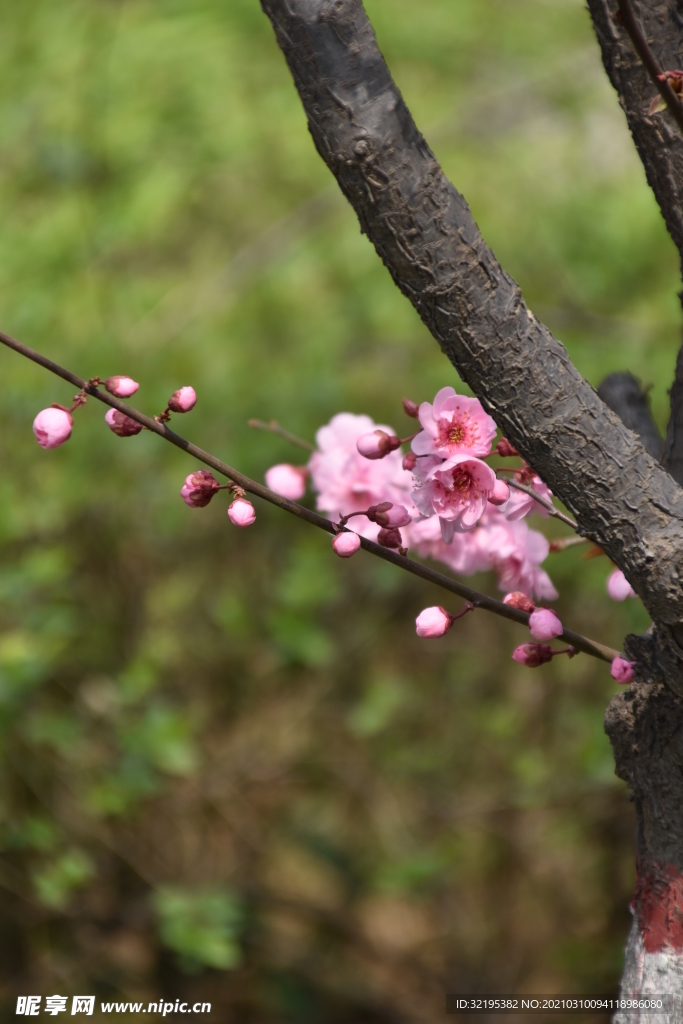 桃花图片