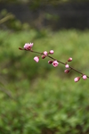 桃花图片
