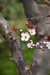 植物、梨花、杏花图片
