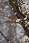 桃花图片