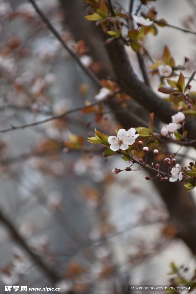 桃花图片