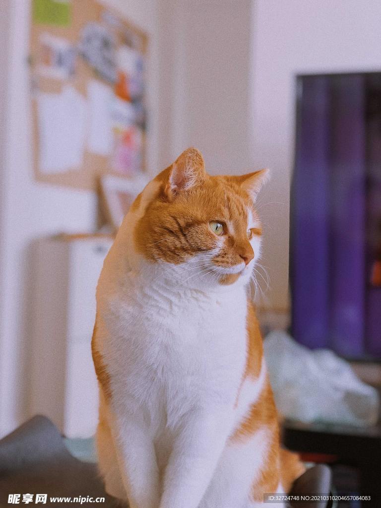 猫