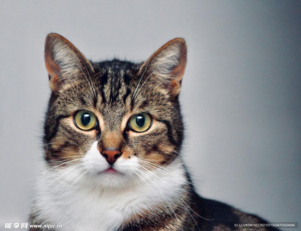 猫