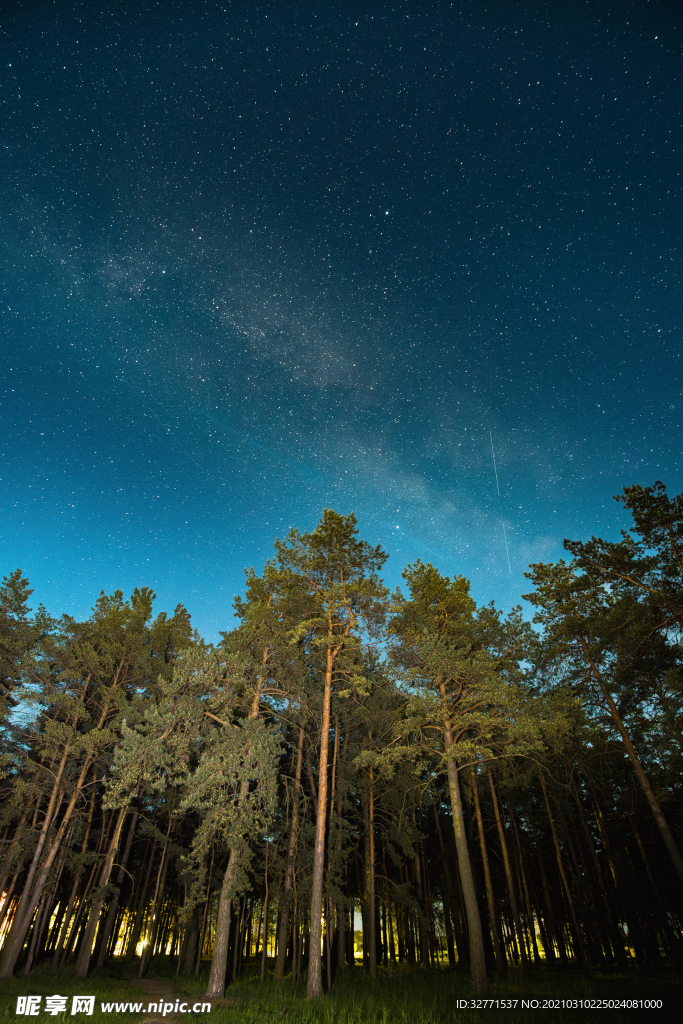 在公园夜晚星空下的树林