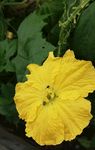 丝瓜花