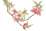 花卉素材