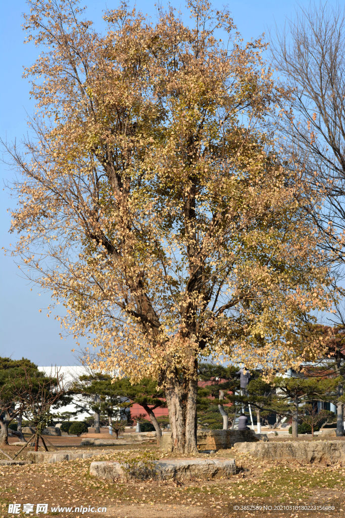 秋天黄色树（手机摄影）
