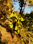秋天银杏叶油画纹理效果