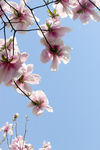 玉兰花