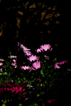 非洲菊花