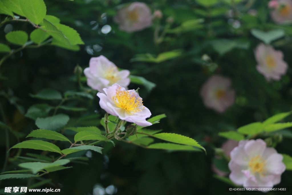 蔷薇花