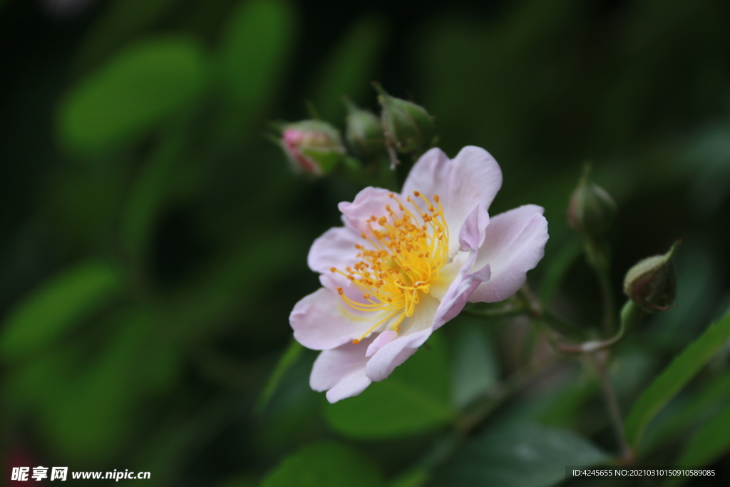 蔷薇花