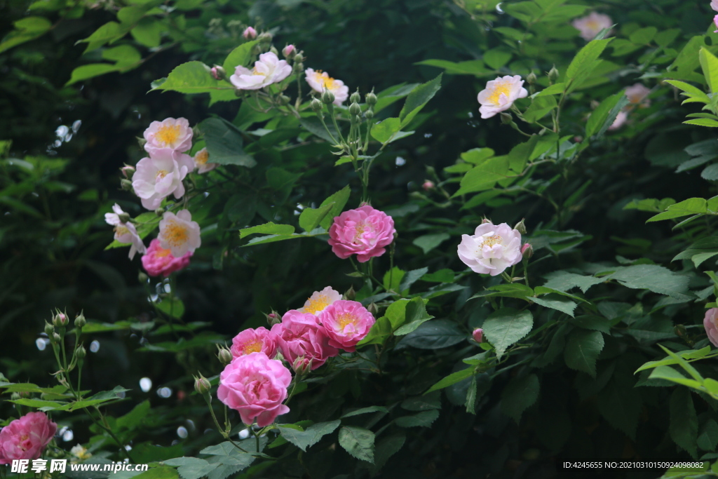 蔷薇花