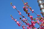 花枝招展的红花碧桃