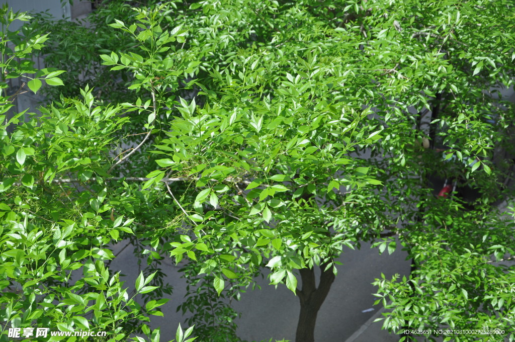 白蜡树新发出的嫩绿枝叶
