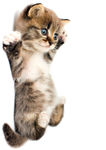 猫咪