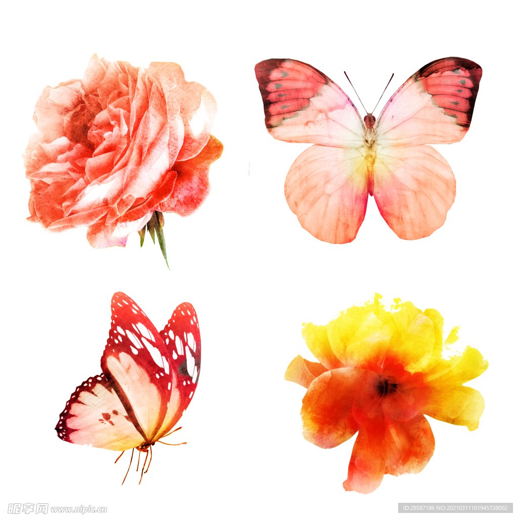 蝴蝶和花