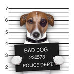 罪犯狗