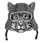 猫