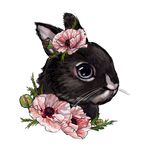 兔子