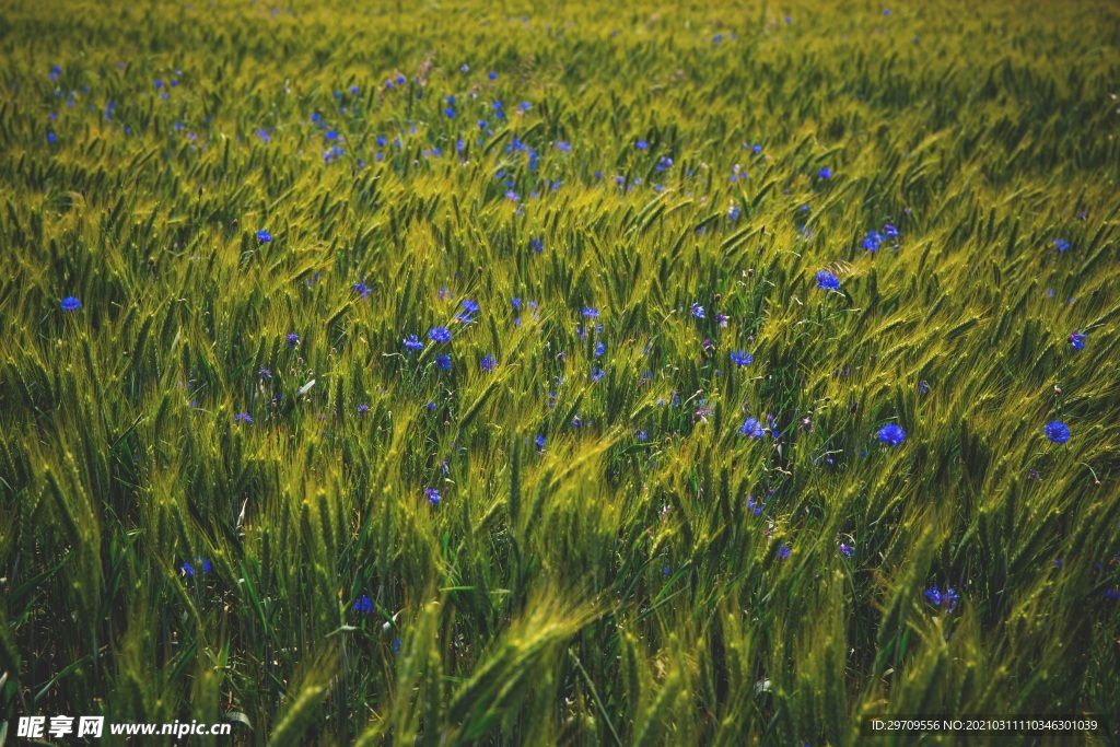 春季麦子地景观