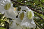 杨桃