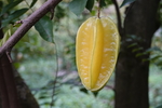 杨桃