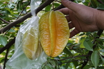 杨桃