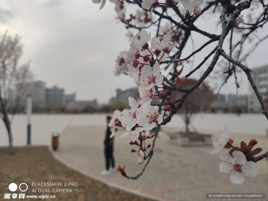 樱花