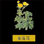 草本植物药材图片