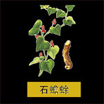 草本植物药材图片