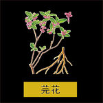 草本植物药材图片