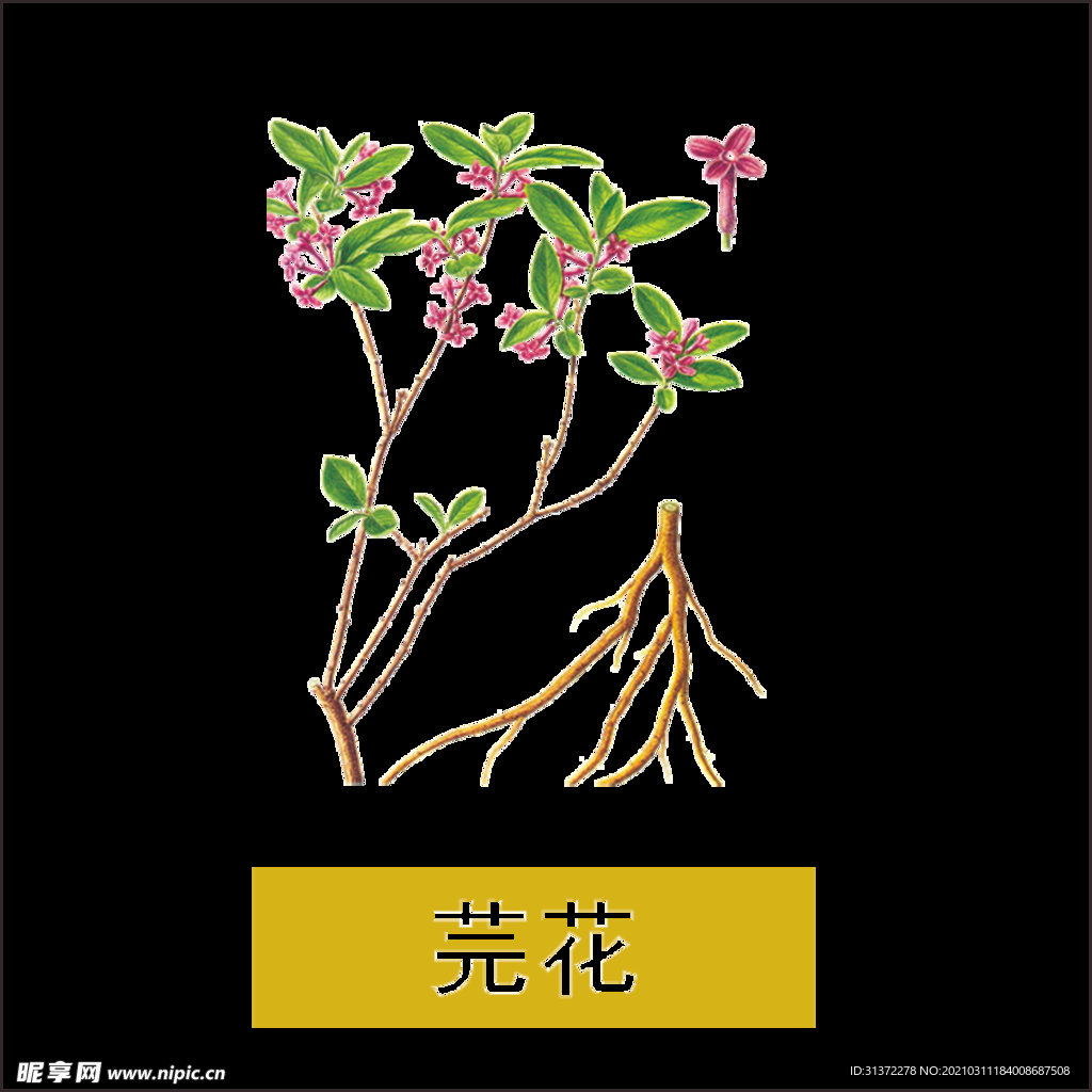 草本植物药材图片