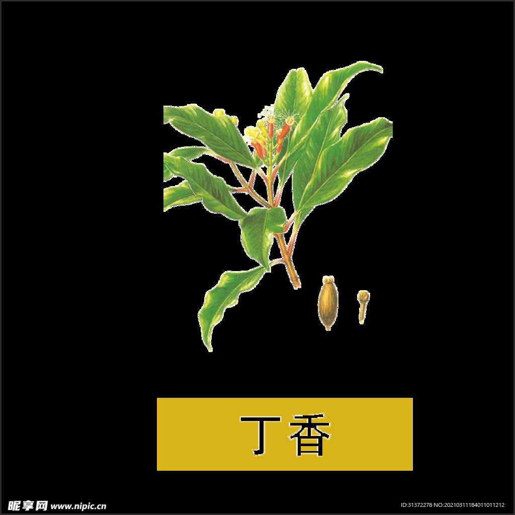 草本植物药材图片