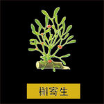 草本植物药材图片