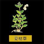 草本植物药材图片