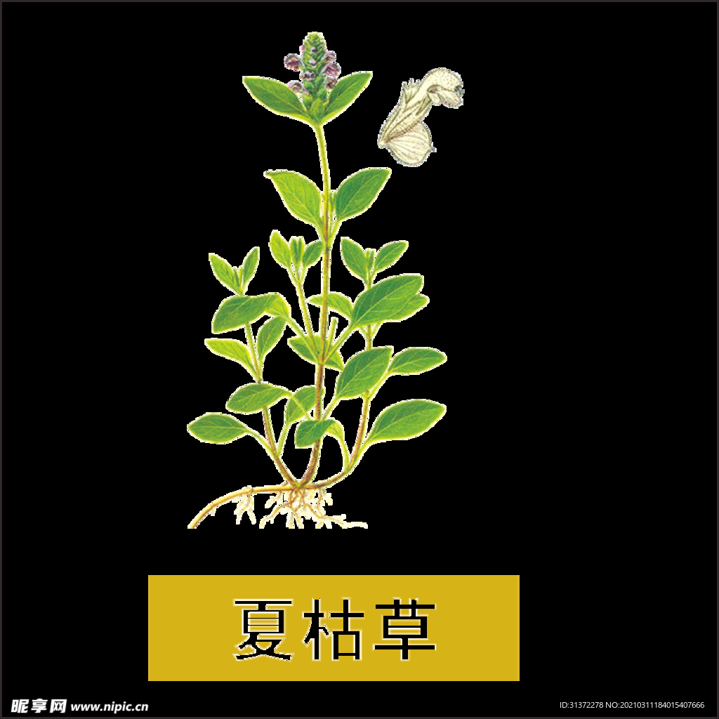 草本植物药材图片