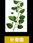 草本植物药材图片