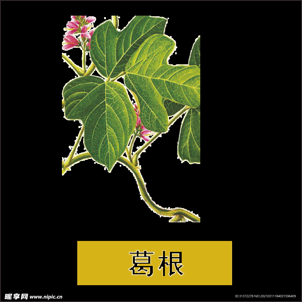 草本植物药材图片