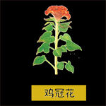 草本植物药材图片