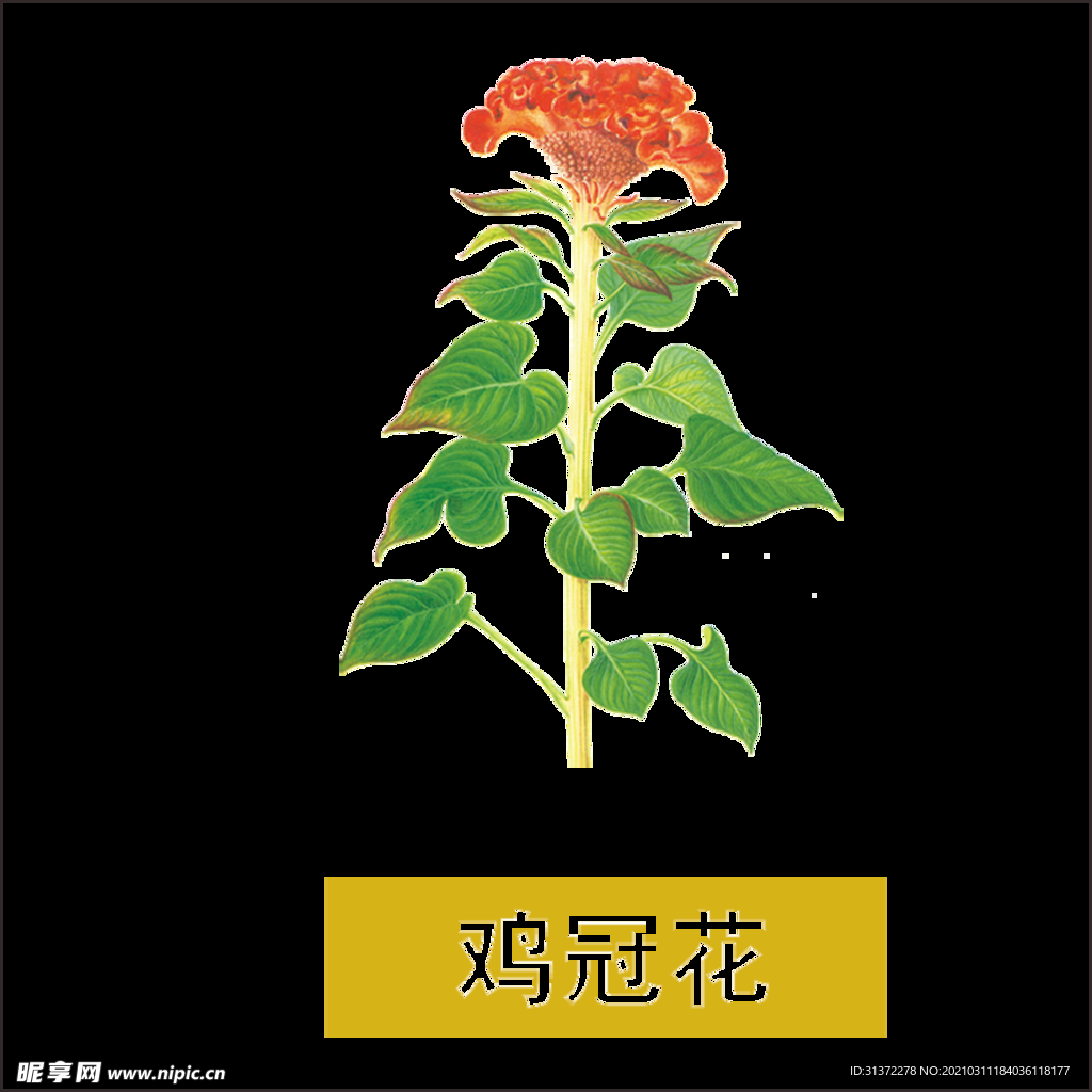 草本植物药材图片