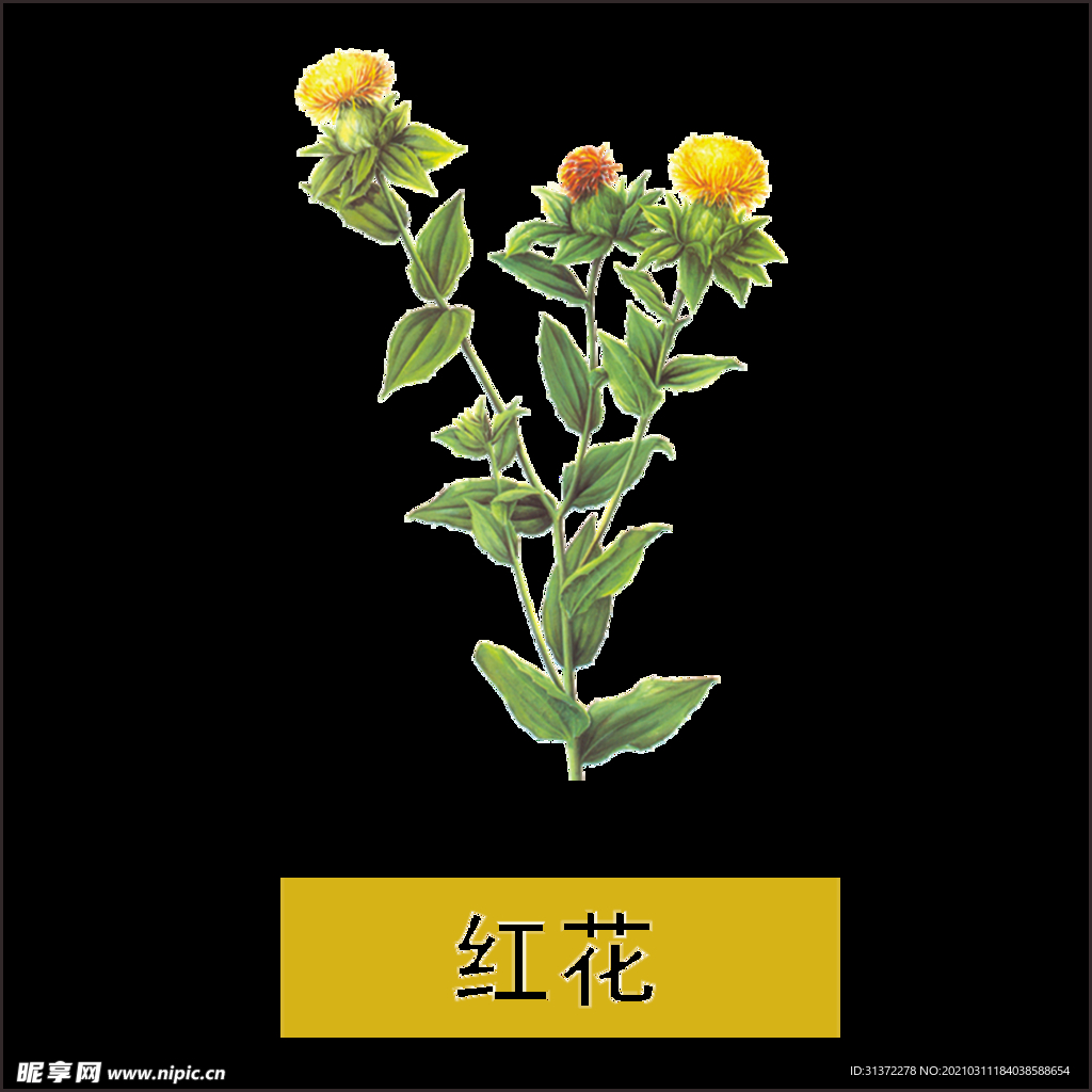 草本植物药材图片