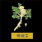 草本植物药材图片